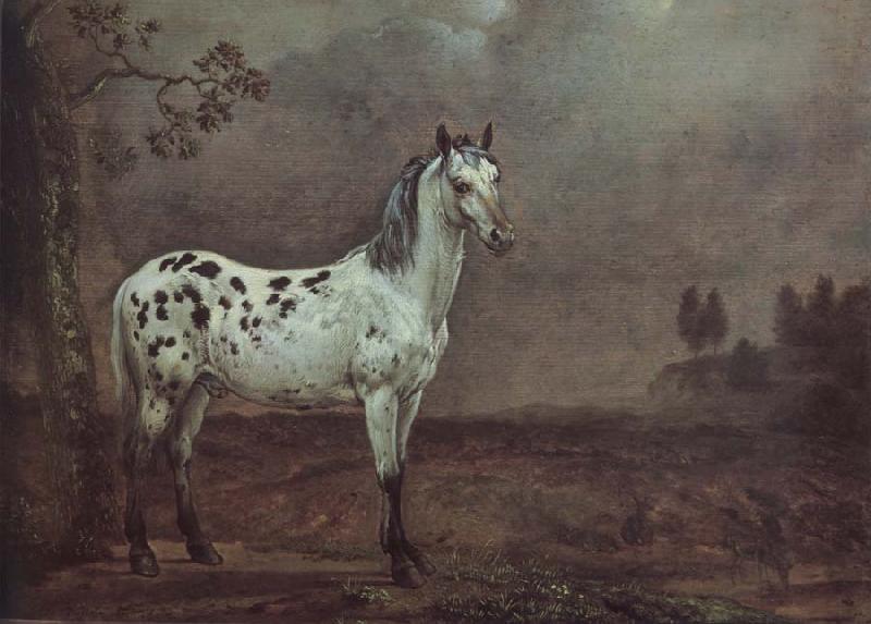 POTTER, Paulus A geschecktes horse France oil painting art